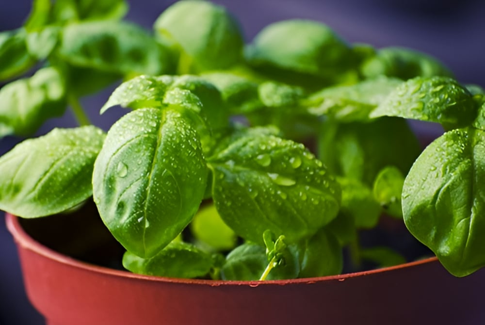 Upgrade Your Kitchen with a Windowsill Herb Garden