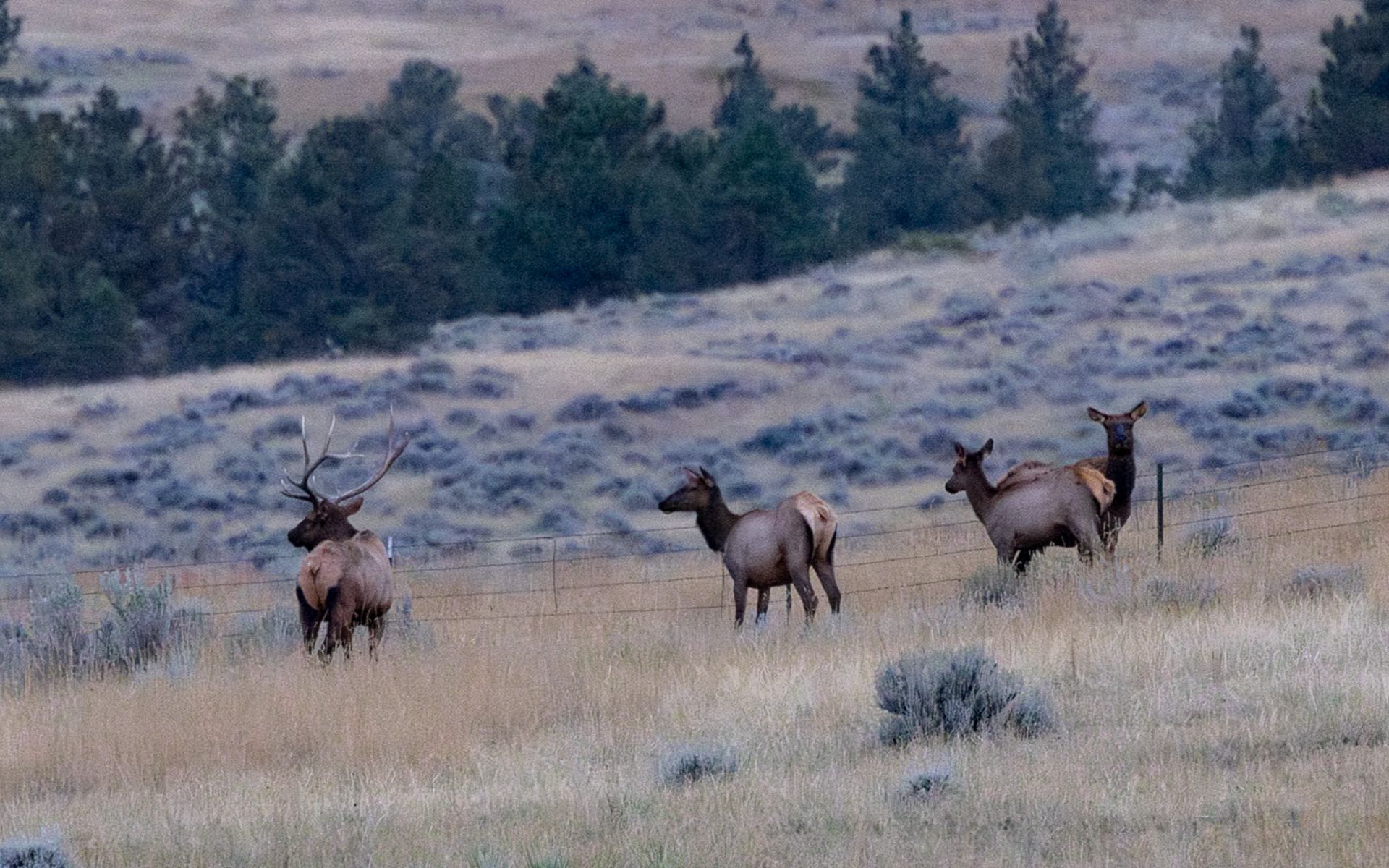 Elk Rich Ranch