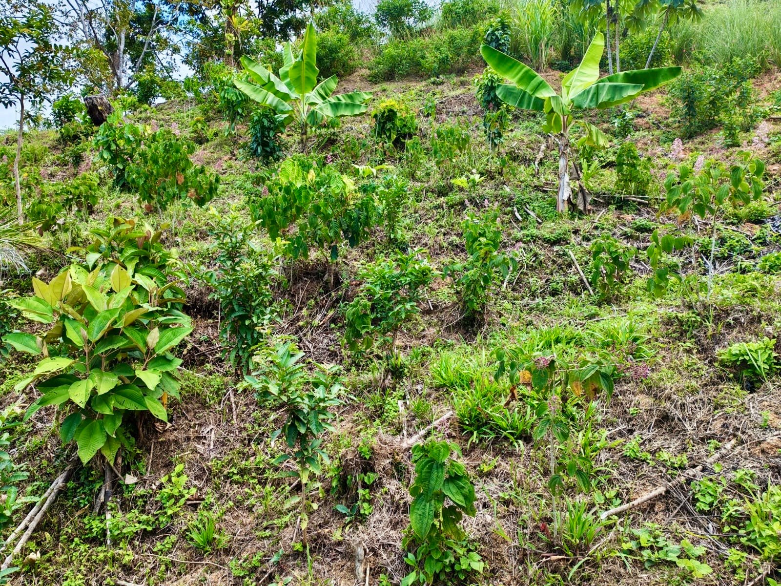 24.7-Acre Ocean View Eco Estate in San Cristóbal de Aguirre | 5 Building Sites