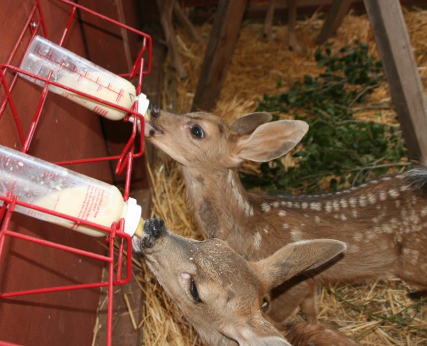 California Wildlife Center: Preserving Native Wildlife Through Rehabilitation, Education, and Conservation