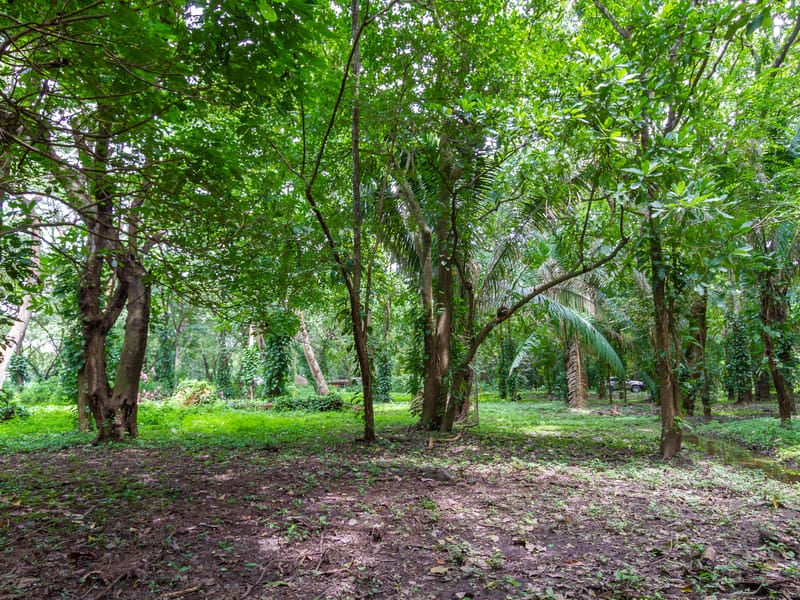 1 Acre Jungle Property