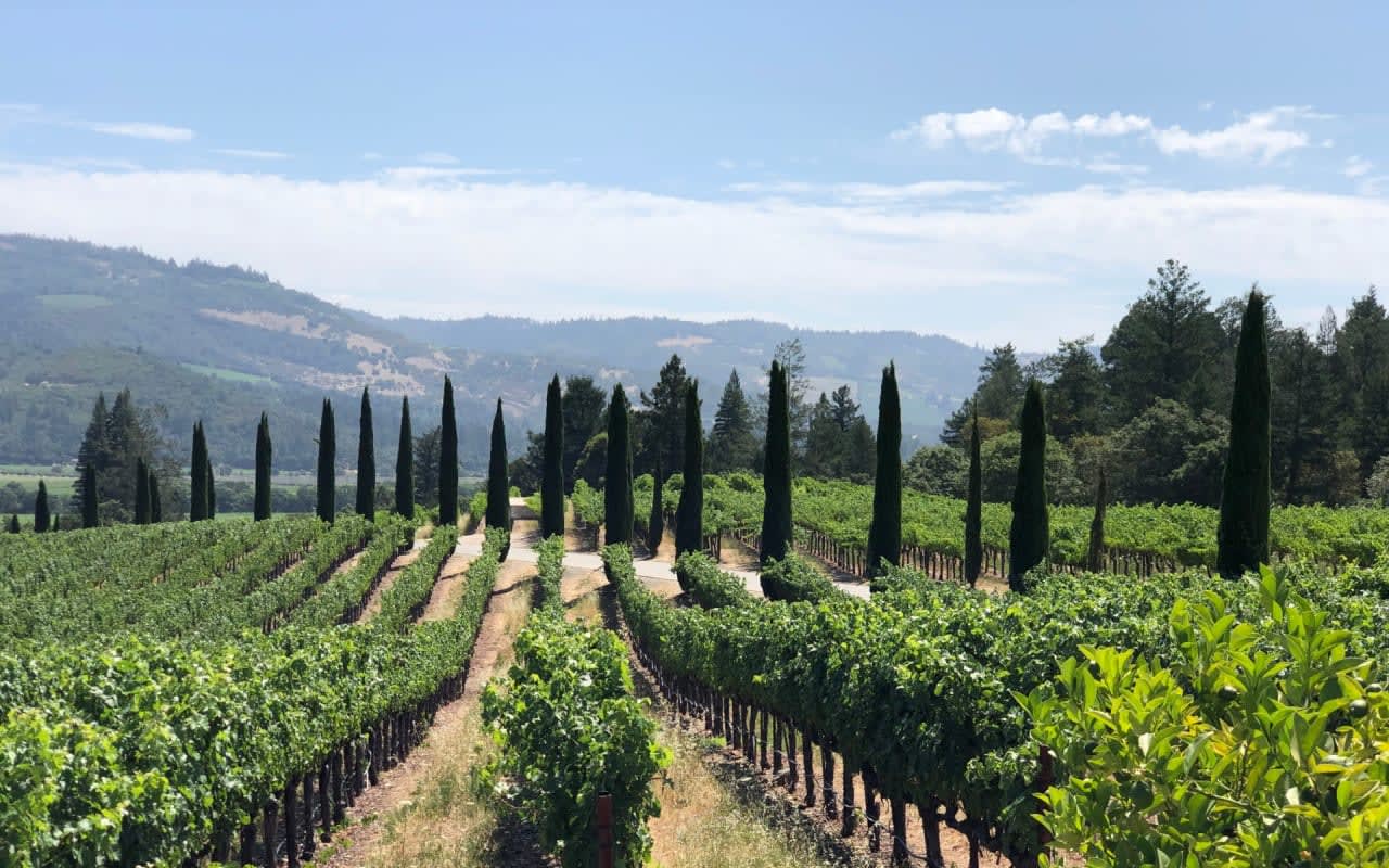 A row of cypress trees in a vineyard under a clear blue sky. The atmosphere is peaceful and serene.