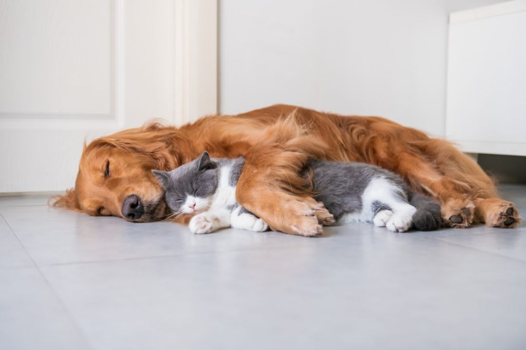 Buying and Selling with Pets
