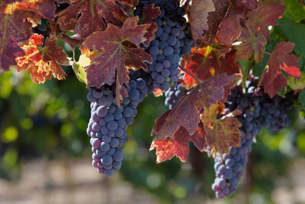 September Events in Santa Rosa: A Month of Entertainment and Culture