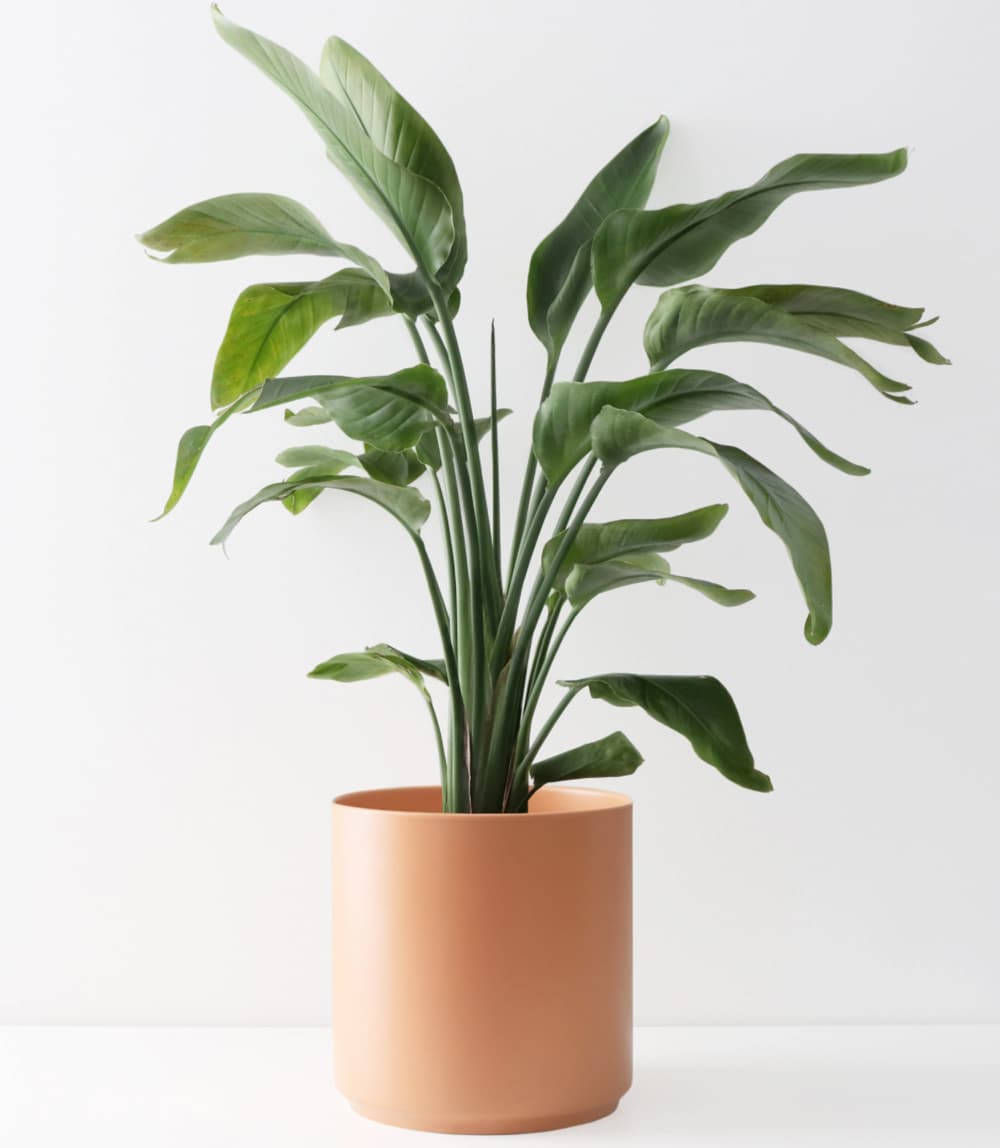 Trend Alert: Outdoor Oasis