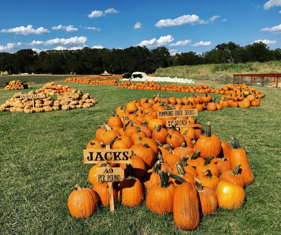 The Best Pumpkin Selection In, Out and Around Austin 