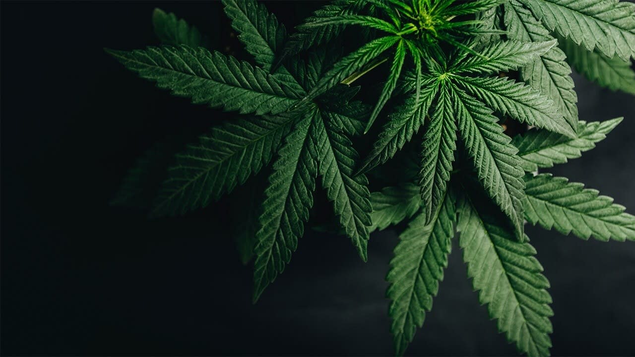 New York State Cannabis Real Estate Advisory