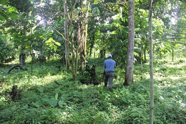 Sustainable Organic Farm, Osa, Puntarenas