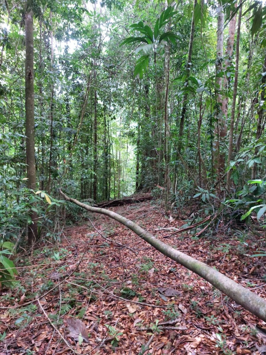 Ocean View Rainforest Acreage, Osa, Puntarenas