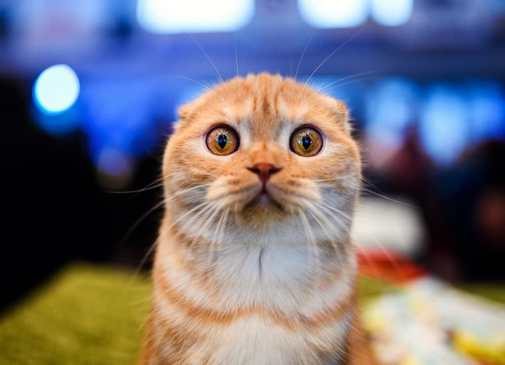 Orange-and-white cat with large amber eyes looking directly at the camera.