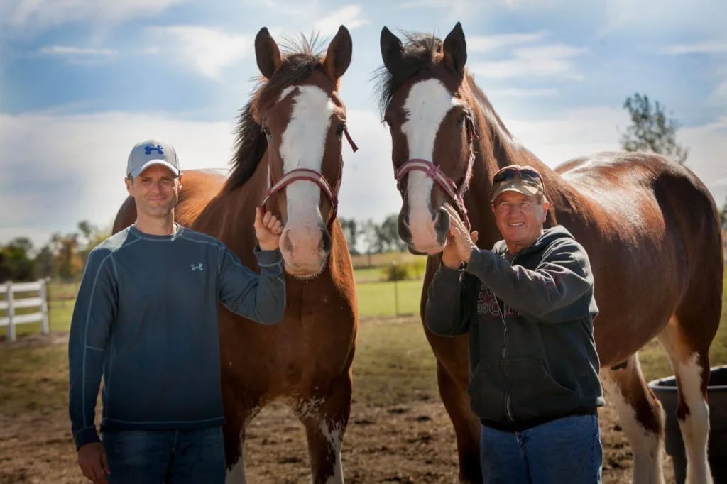 This Illinois farm offers small-group visits with iconic Clydesdales