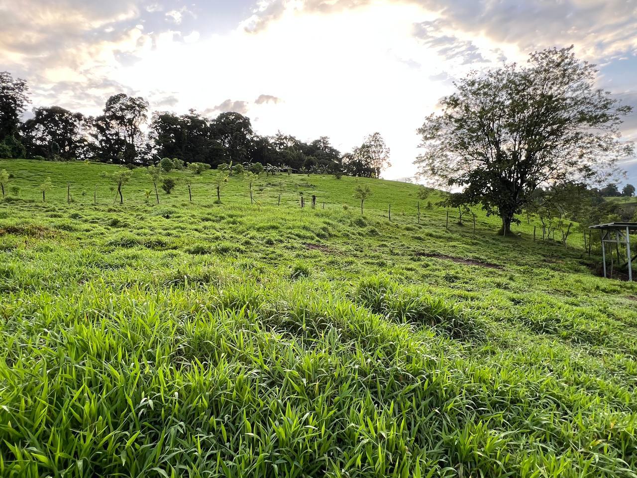 Permaculture Food Forest Land, Lake Arenal, Alajuela