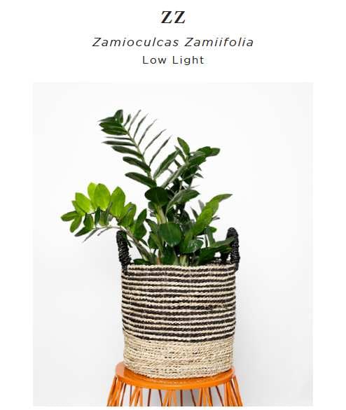 happy houseplants - Nest Realty