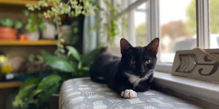 Local Love – Summer 2021, Part 4