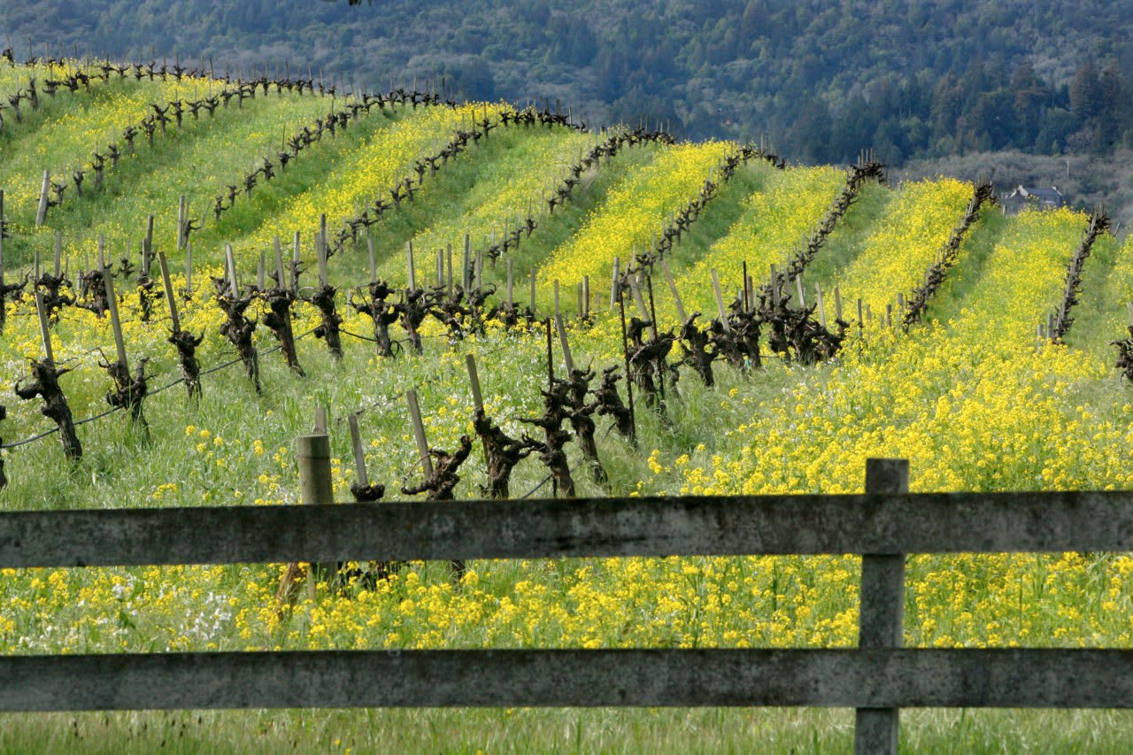 9 Sonoma County Spots for Seeing Mustard in Bloom