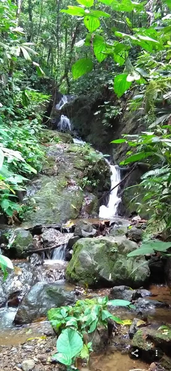 Riverside Rainforest Development Land, Osa, Puntarenas