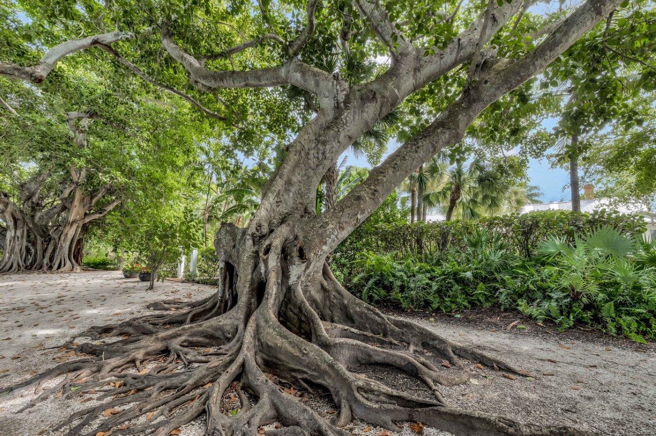 Banyan Street