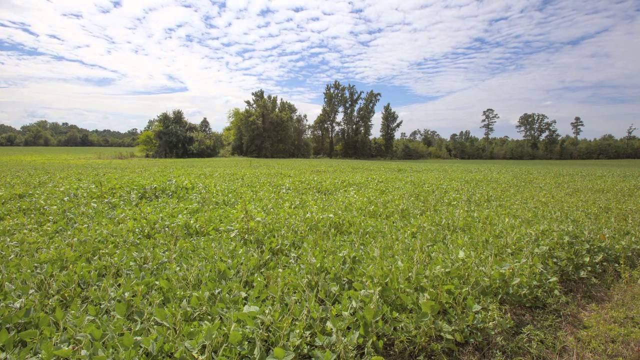 Halifax County Land near Roanoke Rapids, NC