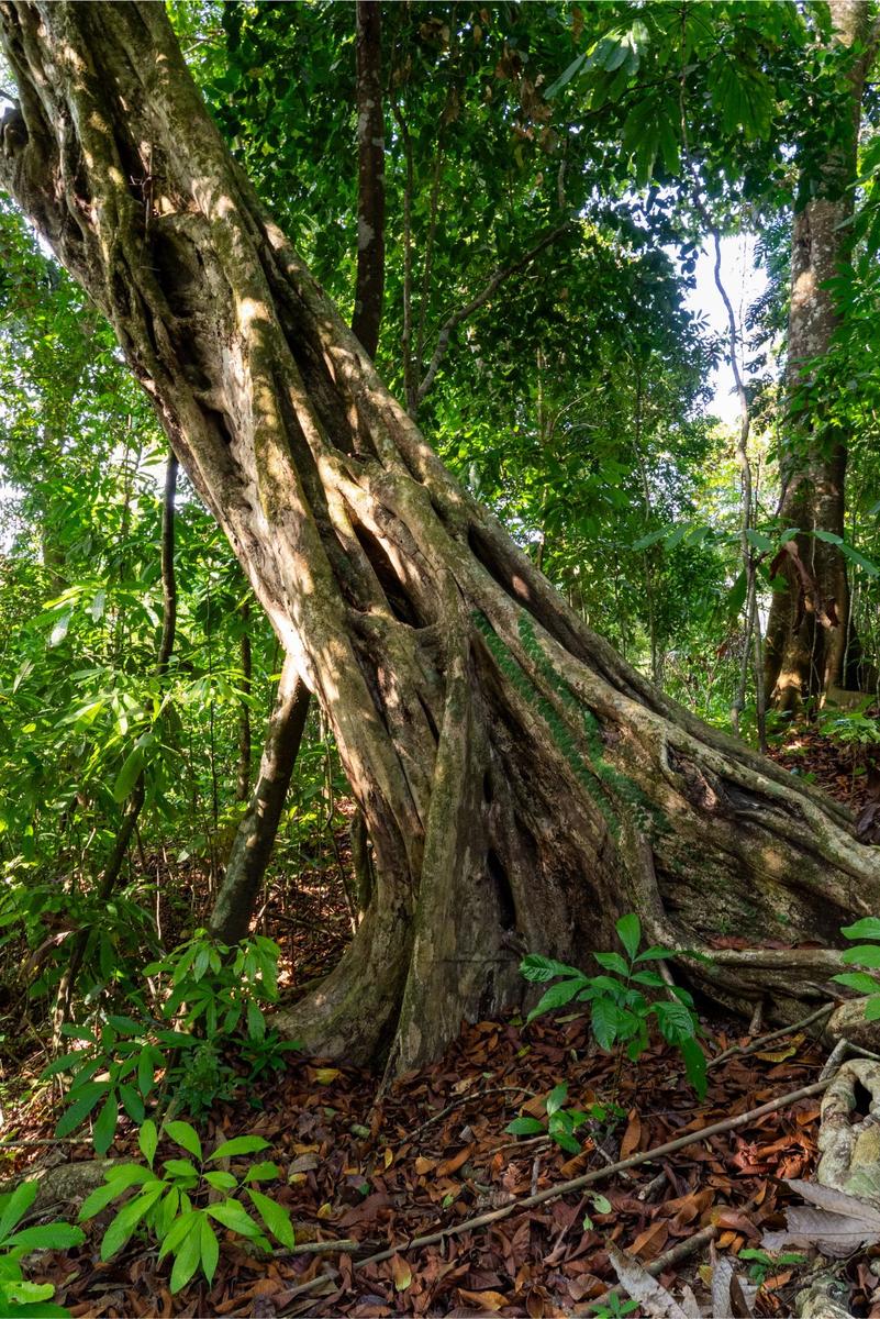Private Ocean View Development Lot, Dominical, Puntarenas
