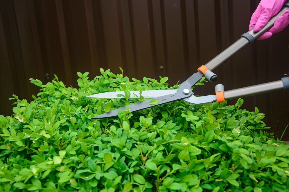 Gardening Tips: Get Your Hands Dirty