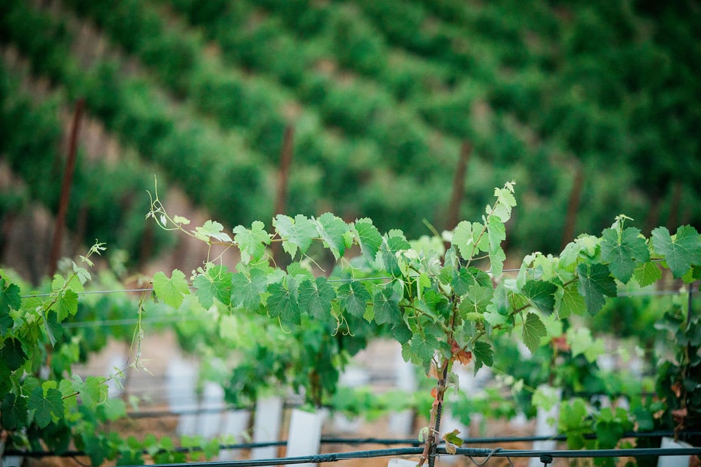 Paso Robles AVA Spotlight: Geneseo, Highlands, and Willow Creek Districts