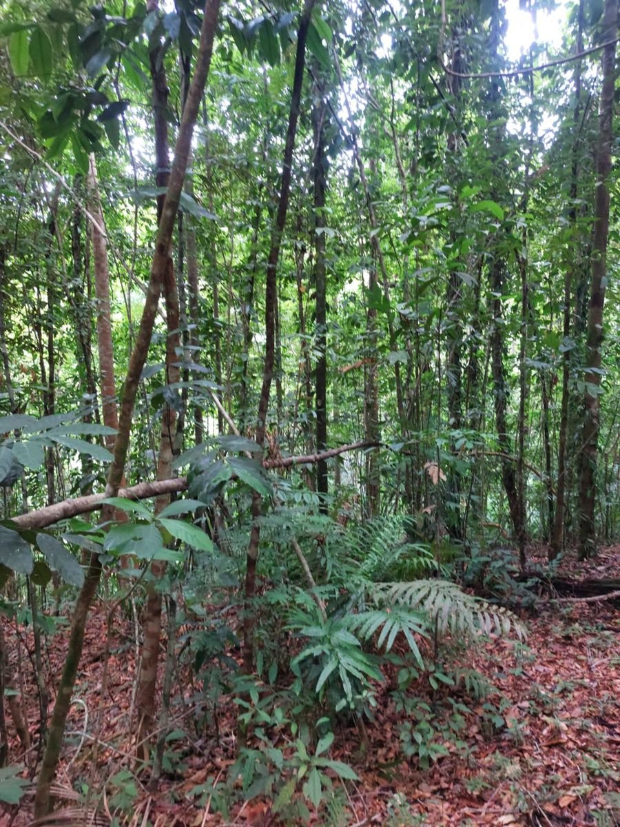 Ocean View Rainforest Acreage, Osa, Puntarenas