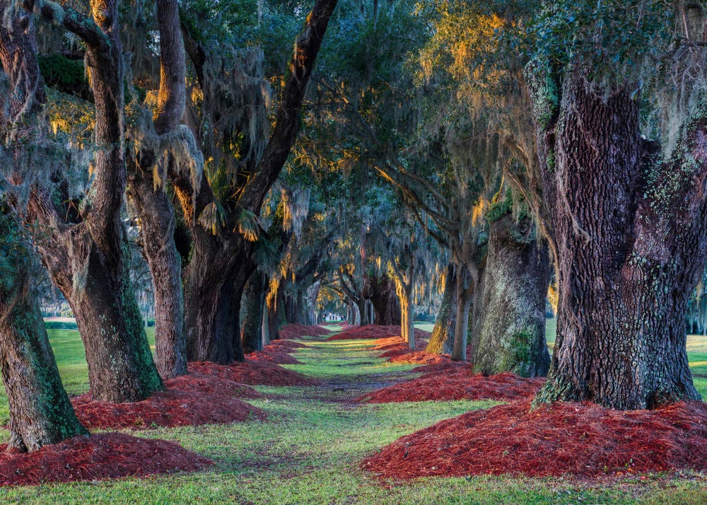 Sea Island