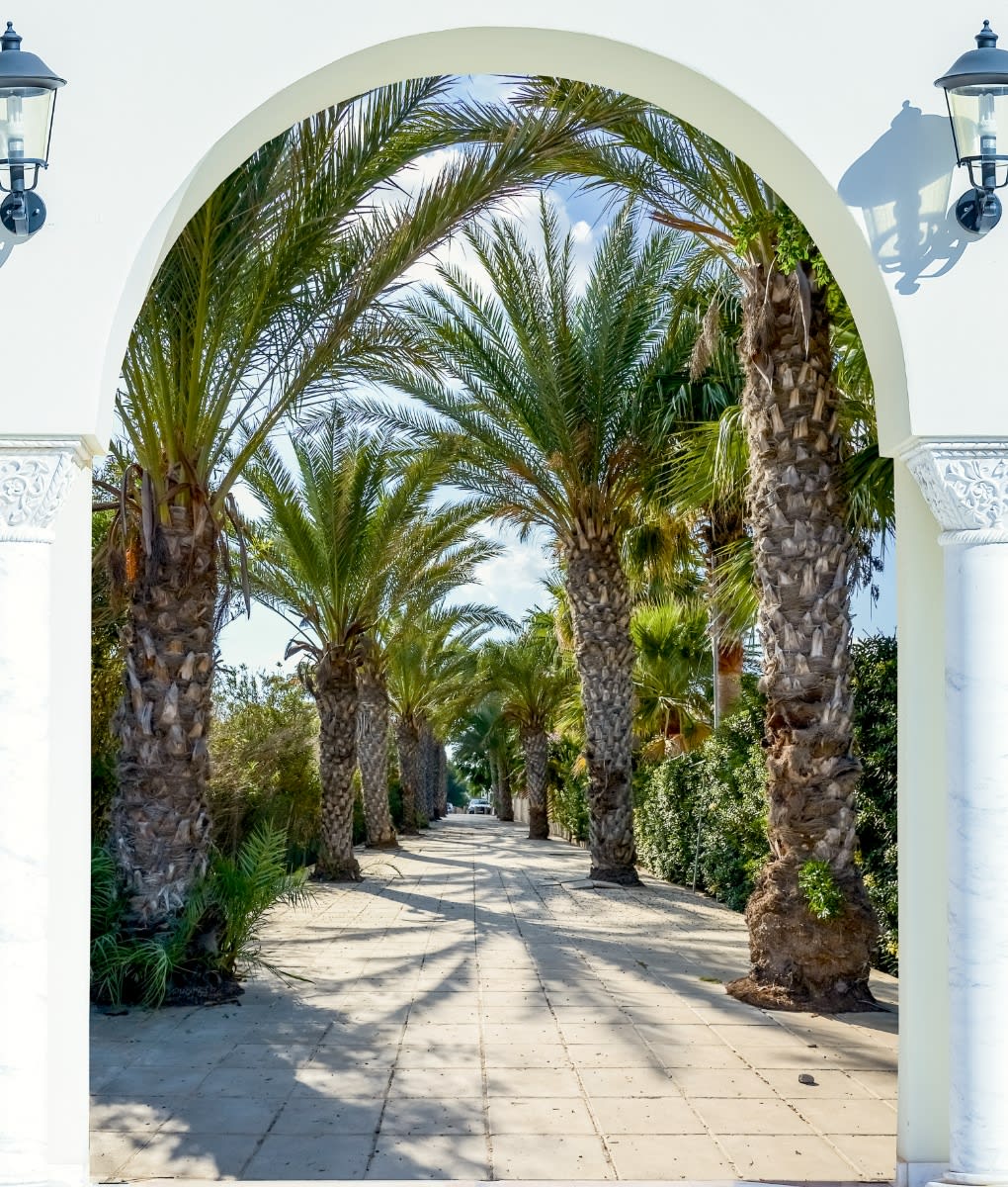  A picturesque view is framed by a white arched entryway, leading to a long, straight pathway lined with tall palm trees. 