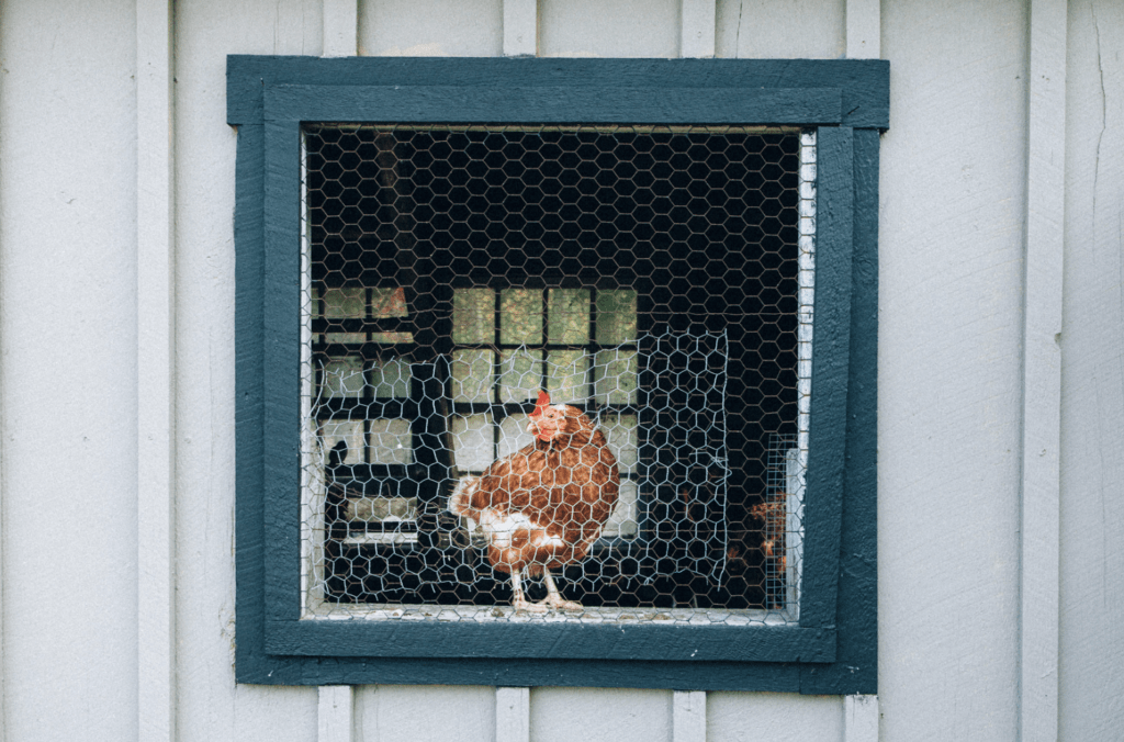 Keeping Backyard Chickens in Charlotte, North Carolina