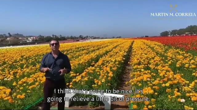 FLOWER FIELDS AT CARLSBAD RANCH WITH MARTIN M. CORREIA