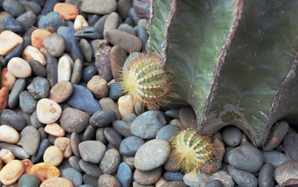 Newest Landscaping Trends and How to Incorporate Them Into Your Yard