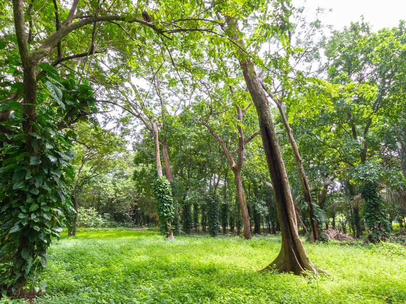 1 Acre Jungle Property