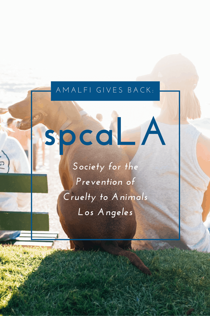 Amalfi Team Gives Back:  spcaLA