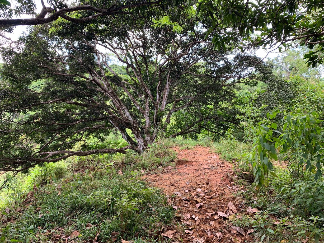 Prime 286-Acre Ocean View Property for Sale Near Quepos, Costa Rica – Ideal for Development