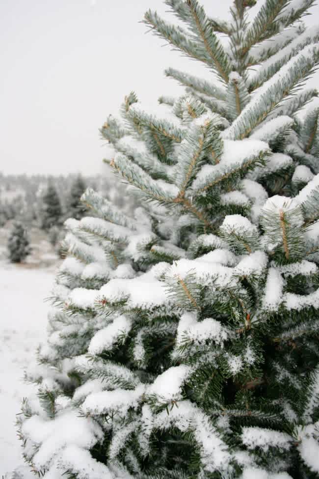 snow covered tree