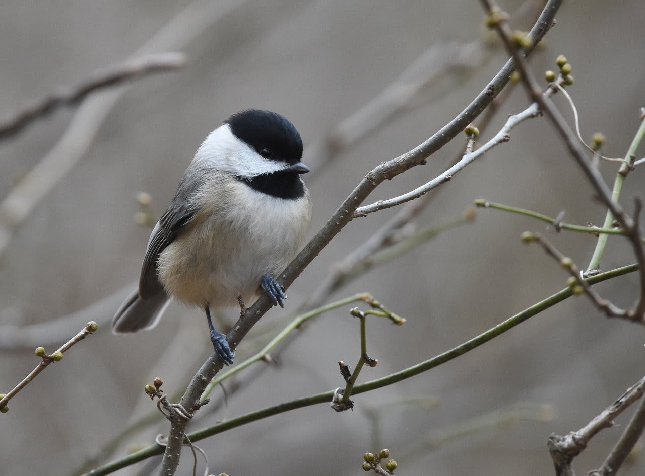 For the Love of Birds