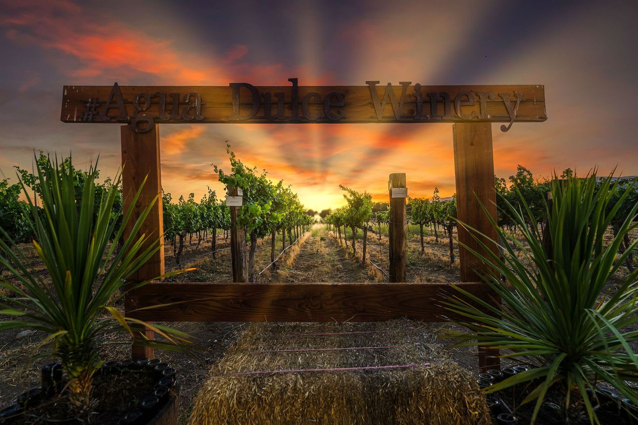 Expansive vineyard at a Los Angeles winery estate, showcasing lush grapevines.