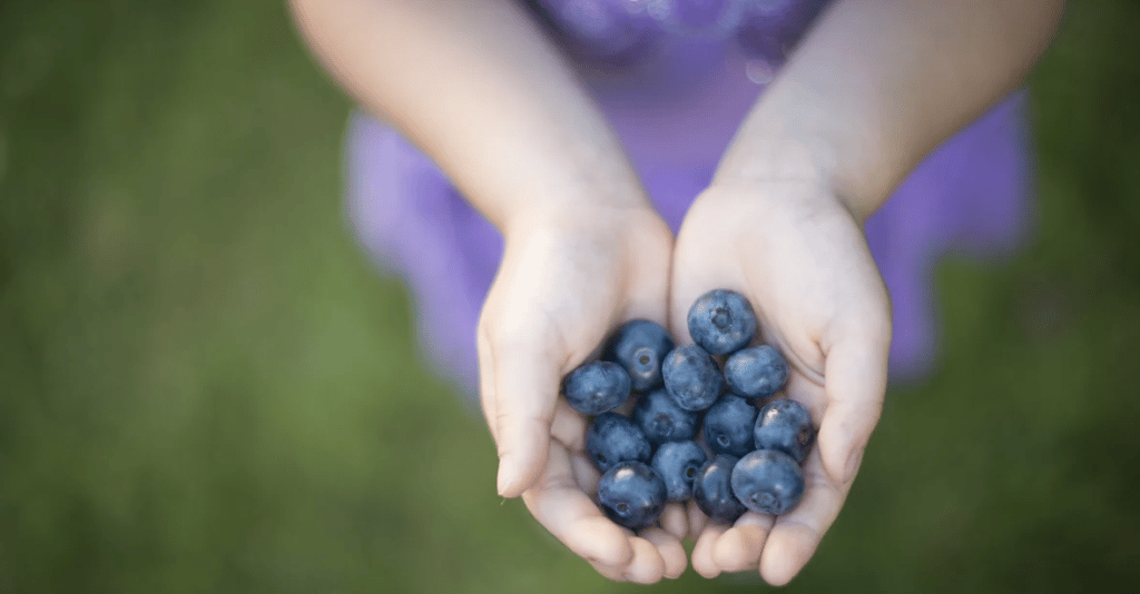 blueberry-festival-south-haven-2023