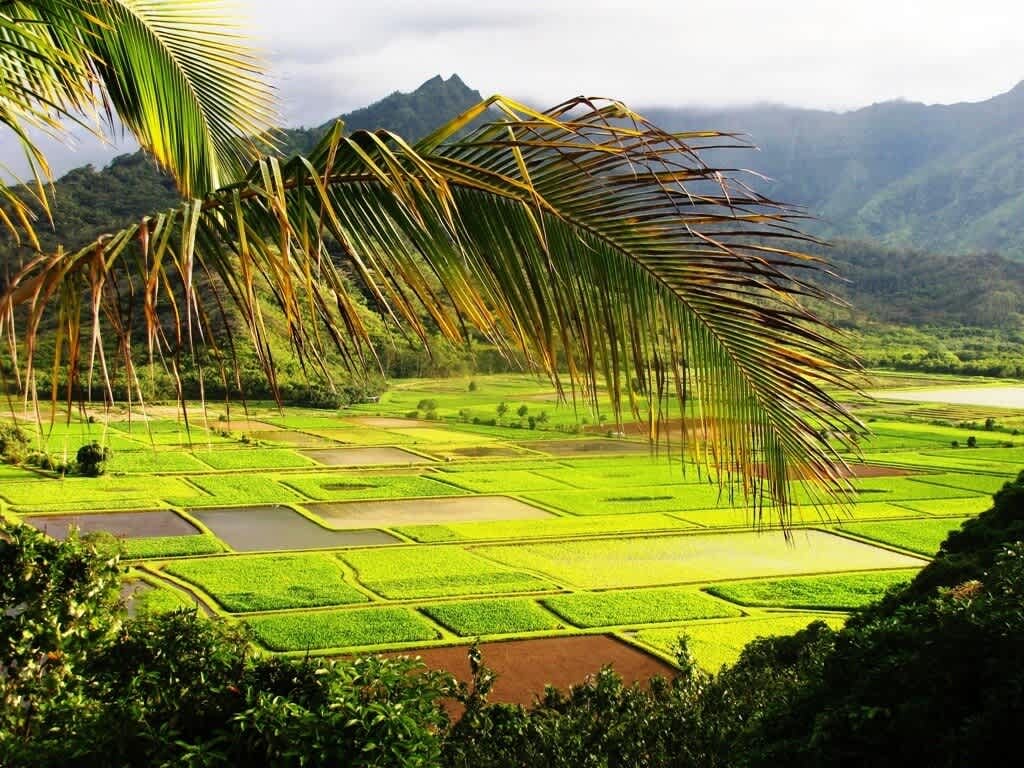Hanalei National Wildlife Refuge Now Open