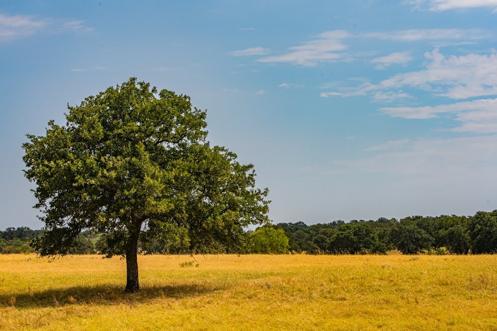 Dog Tick Ranch