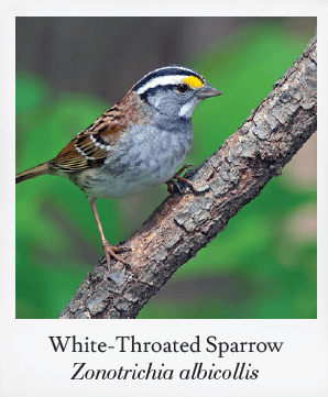 Basics of Birding