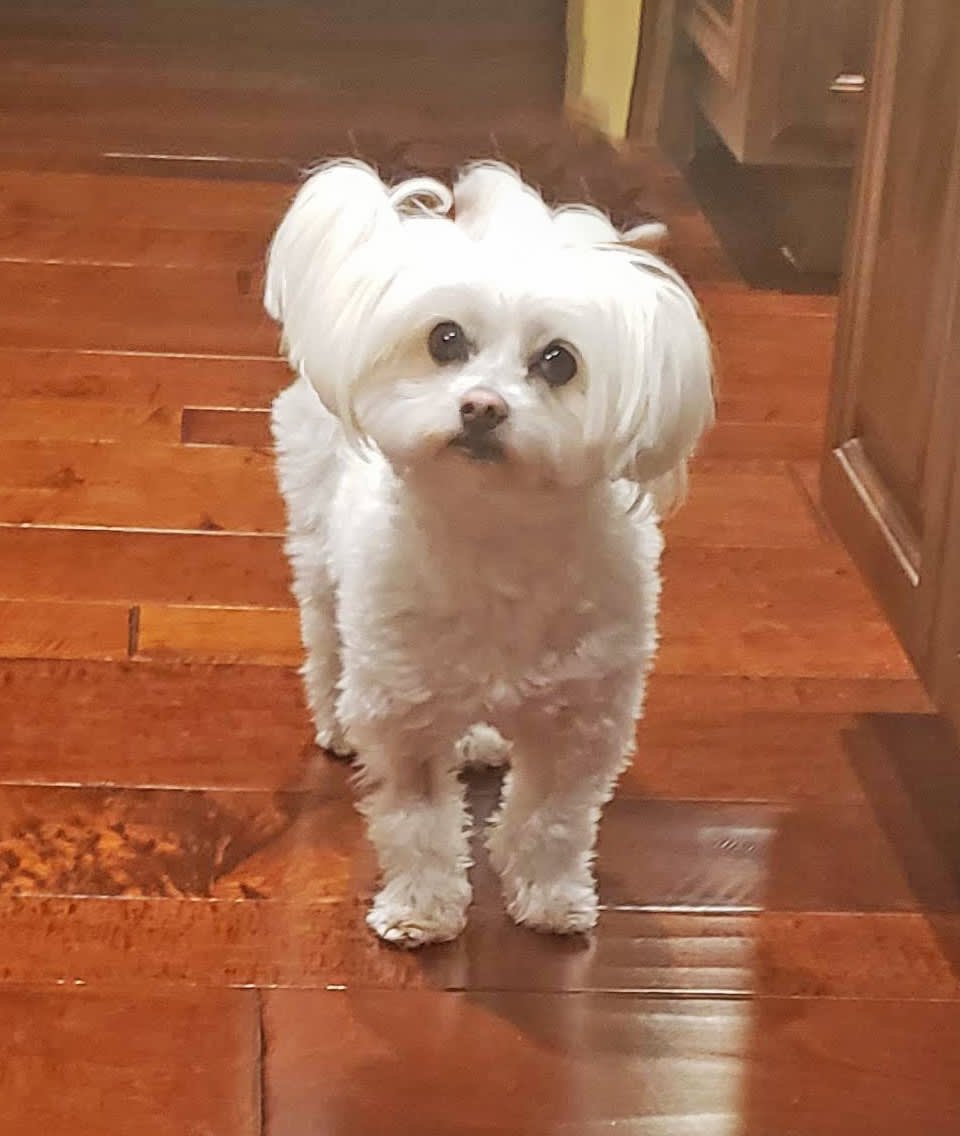 Fifi .