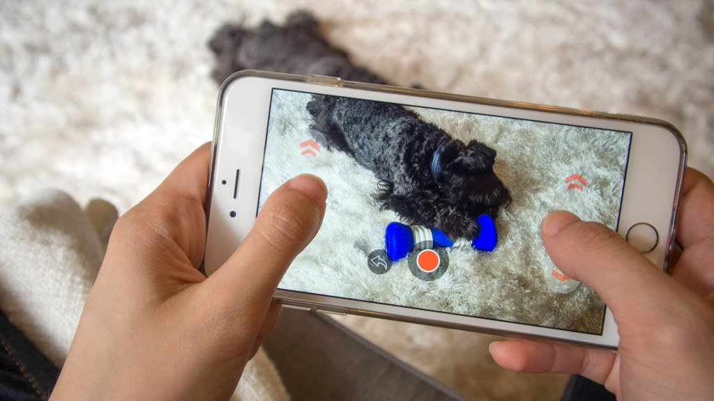 The Best in Modern Technology for Pets