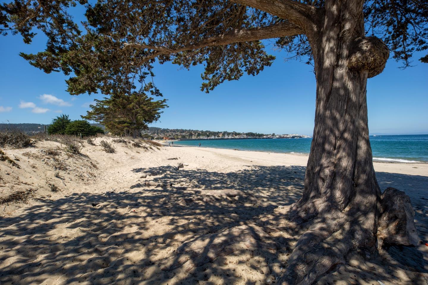 Sandy beach and blue water framed by a large coastal tree.