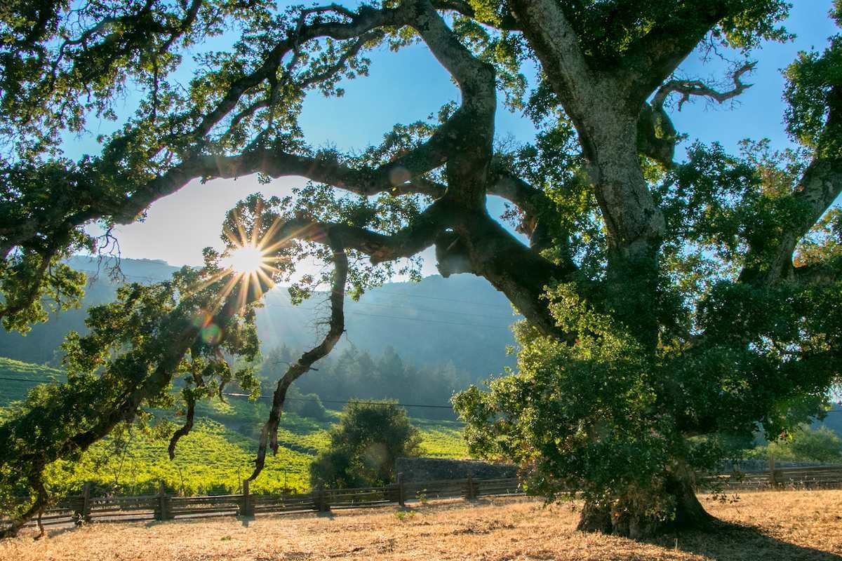 Glen Ellen Park Offers New Reason to Get Outside in Sonoma County This Fall