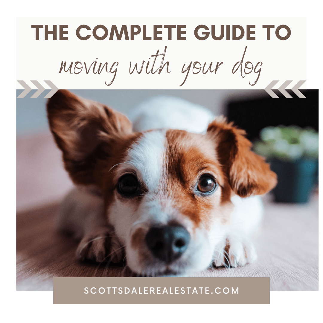 The Complete Guide to Moving With a Dog