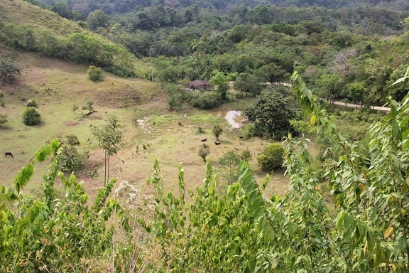 Sustainable Organic Farm, Osa, Puntarenas