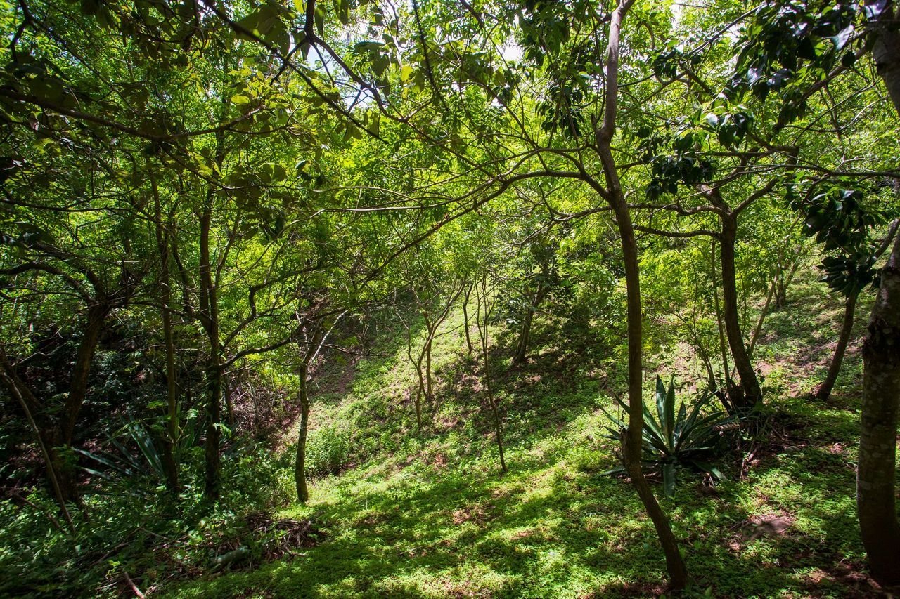 Above The Rest, Ciudad Colon, San Jose