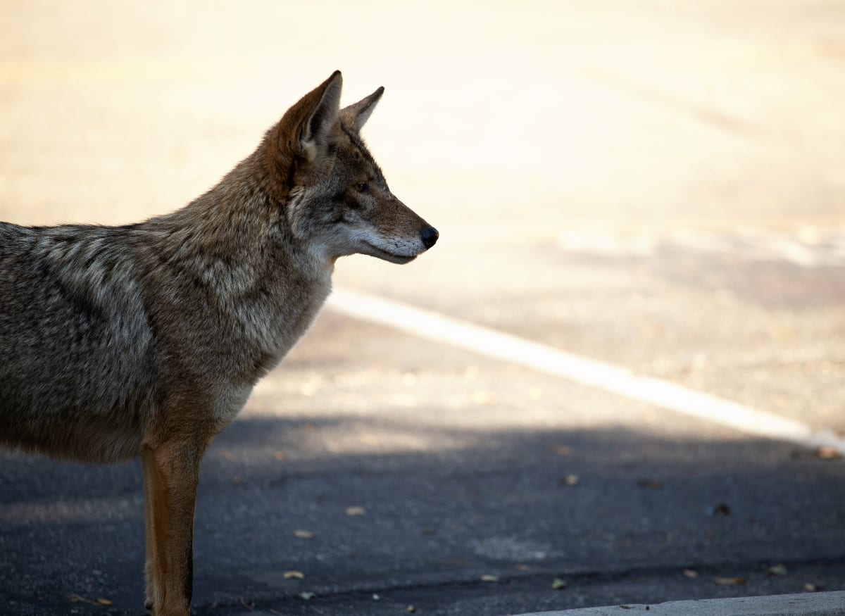 Los Angeles Wildlife Ordinance