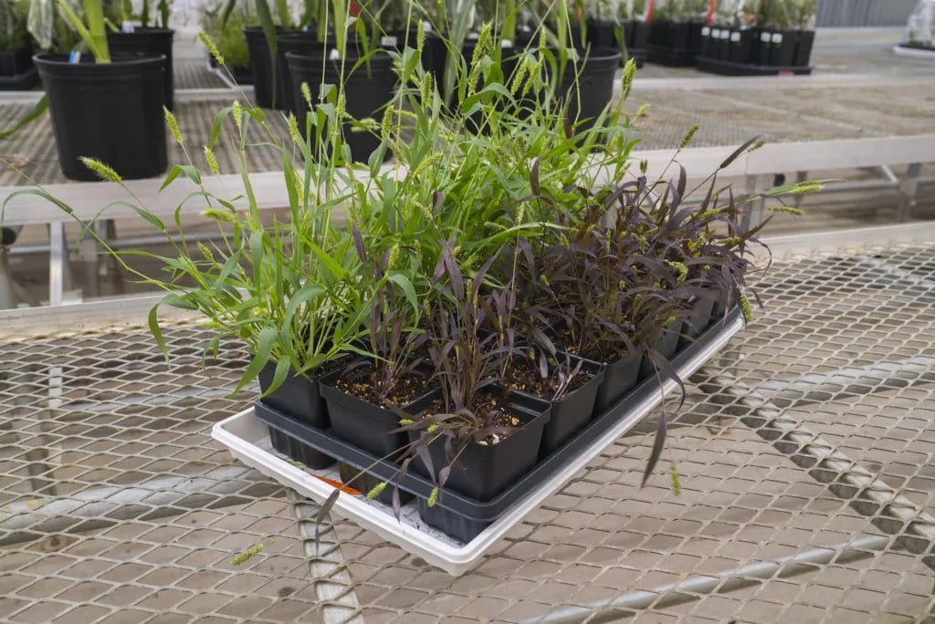 Danforth Center pioneers crops that show how they’re doing—by turning purple